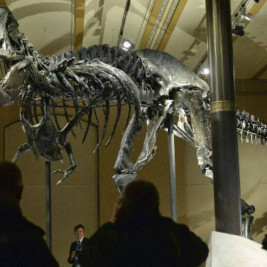 Un esqueleto del tiranosaurius rex se exhibe en Berlín