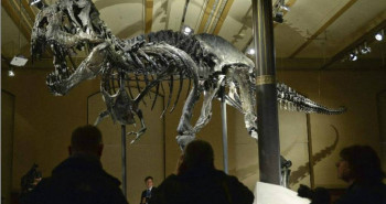 Un esqueleto del tiranosaurius rex se exhibe en Berlín